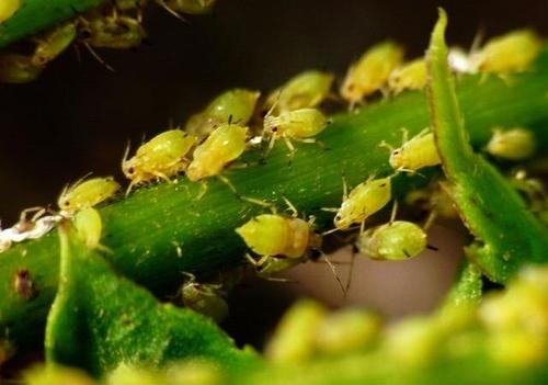 春雷始鸣,桃蚜萌动,你准备好了吗? 春雷始鸣,桃蚜萌动,你准备好了吗?